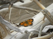 Sull_2010_Aug4_adaenzer (9)